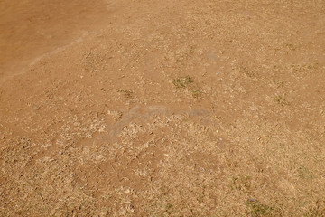 dry grass on ground