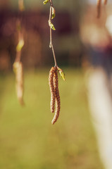 thin birch branch with dry seeds and young green leaves on a blurred background