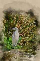 Watercolour painting of Lovely Little Egret bird gretta garzetta on riverbank in Spring sunshine