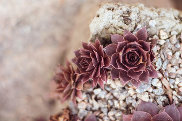 succulents, echeveria languidly red flowers growing on stony ground