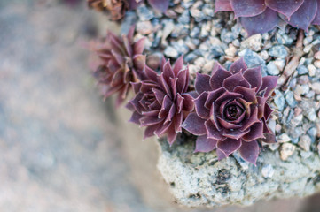 Background of growing beautiful succulents of echeveria languidly red color on stony soil