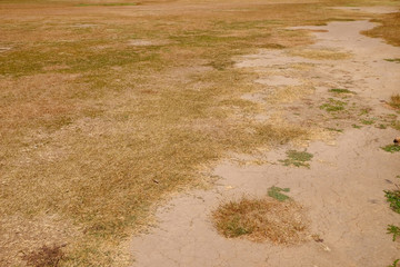 dry grass on ground