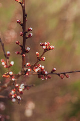 Cherry branch close up with buds and blooming white flowers