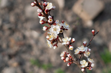 Cherry branch close up with buds and blooming white flowers