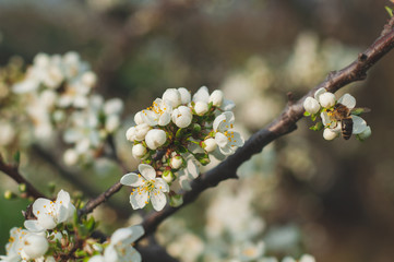 Background of blooming white flowers and buds on a branch of a cherry tree close-up on a blurred background