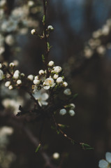 Cherry branch close up with buds and blooming white flowers