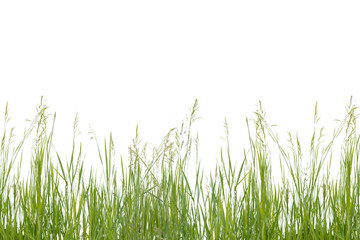 Lush green grass isolated on white background