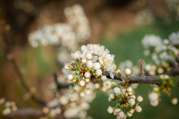 A blooming cherry tree, a branch close-up with white flowers and young green leaves, against the background of green grass