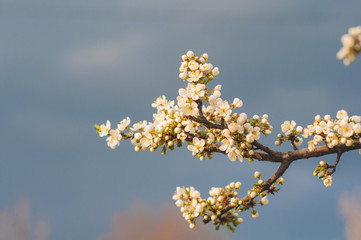 Blossoming apple tree branch against a blue sky