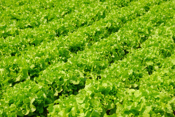 Fototapeta na wymiar Organic vegetables in farm