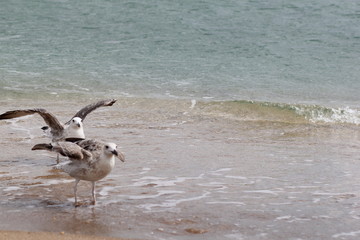 Seagull, sea, bird, summer, landscape, waves, Seagull and sea