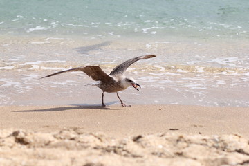 Seagull, sea, bird, summer, landscape, waves, Seagull and sea