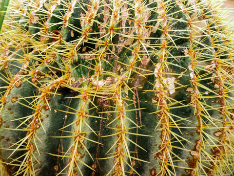 echinopsis formosa cactus