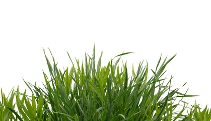 Lush green grass isolated on white background