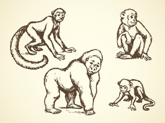 Lemur. Vector illustration
