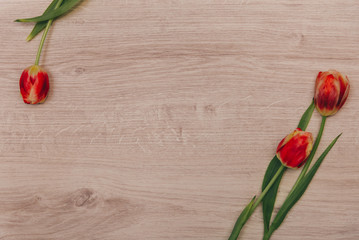 Red tulips on wooden background. Tulips for women. Place for inscription.