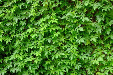 ivy plant ( Ipomoea cairica (L). Sweet )