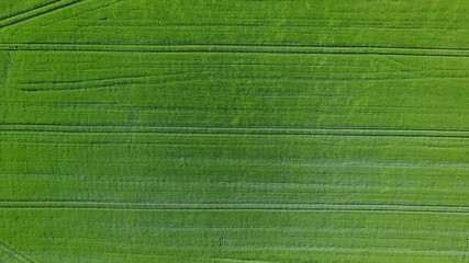 green cornfield from above
