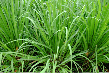 Lemon grass