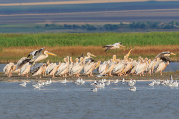 white pelicans in Danube Delta, Romania