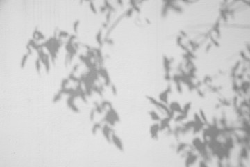 shadow tree on white wall