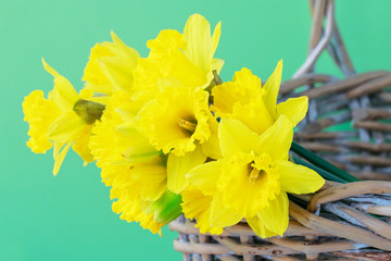 Yellow daffodil flowers in a wicker basket. Green background.