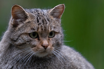 Europäische Wildkatze