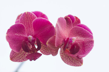 Orchidee, Königin der Blumen, orchids