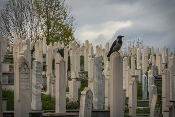 Crow in the Muslim cemetery. Sarajevo Bosnia and Herzegovina