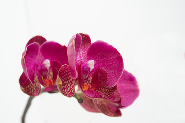 Fototapeta na wymiar Orchidee, Königin der Blumen, Aphrodisiakum, orchids