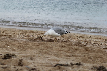 Seagull, sea, bird, summer, landscape, waves, Seagull and sea