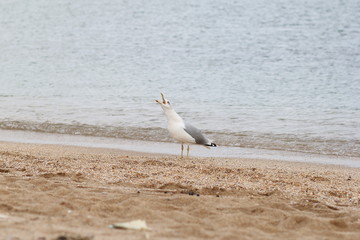 Seagull, sea, bird, summer, landscape, waves, Seagull and sea