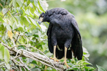 america,animal,background,beak,beautiful,big,bird,brown,eagle,eye,face,feather,hawk,hunter,isolated,kabalebo,nature,portrait,predator,prey,rainforest,surinam,tropical,white,wild,wildlife,young