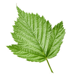 Raspberry leaf isolated