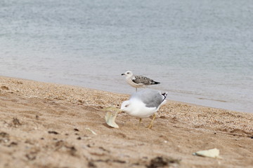 Seagull, sea, bird, summer, landscape, waves, Seagull and sea