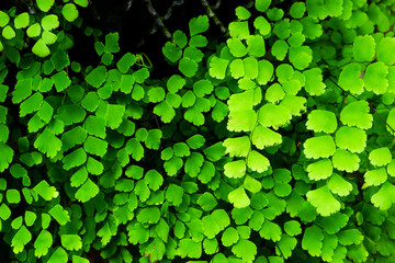 Closeup to a Black Maidenhair fern (Adiantum capillus-veneris)