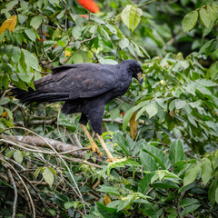 Bird of prey in Surinam