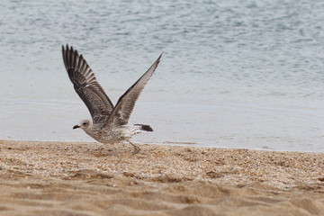 Seagull, sea, bird, summer, landscape, waves, Seagull and sea