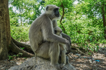 Monkey mom with a little cub. India