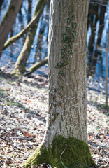 wild ivy in the woods