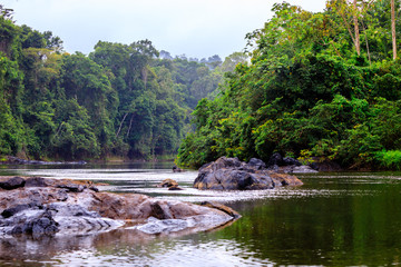 The beautiful nature of Kabalebo (Surinam)