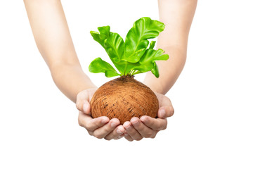 Human hands holding young green plant on the pots