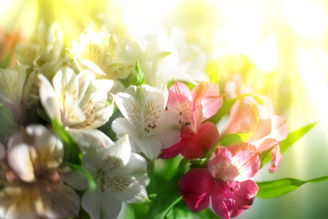 Pink and white lily flowers on blurred sun rays background close up, soft focus flower arrangement in bright morning golden sunshine light, beautiful holiday artistic sunny floral image, copy space