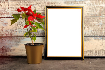 Red poinsettia christmas plant on wooden background and clean frame, mockup. Copy space