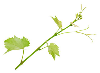 Grape leaf isolated on white
