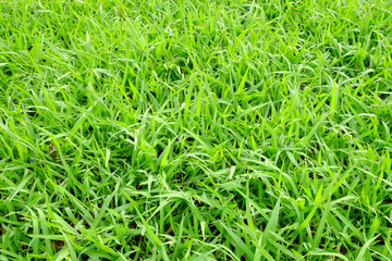 grass lawn texture