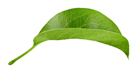 Pears leaves isolated on white