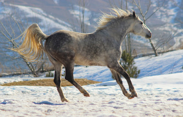 Fototapeta na wymiar beautiful white horse gallops in the mountains in winter with flowing mane and tail