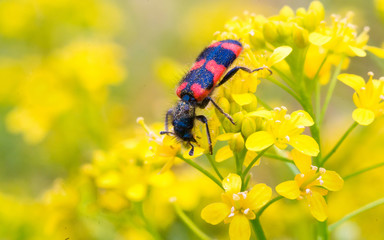 Close-up of a red bug on the petals of yellow flowers.