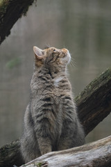 Europäische Wildkatze